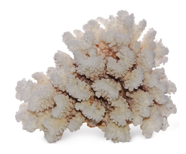 Coral isolado sobre fundo branco — Fotografia de Stock