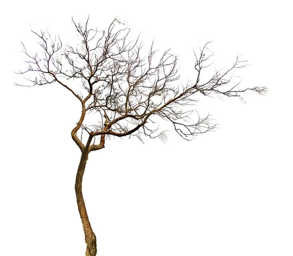 흰 배경에 분리되어 있는 마른 나무 — 스톡 사진
