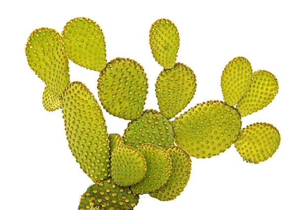 Opuntia cactus isolated on white background — Stock Photo, Image