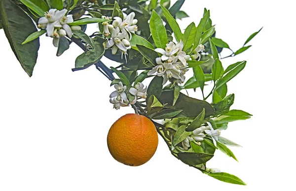 木に熟したオレンジ色 — ストック写真
