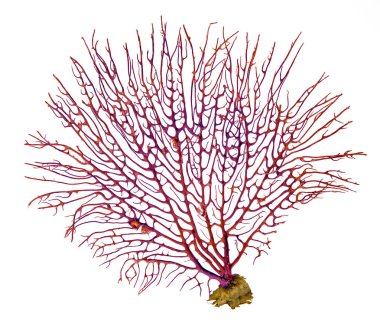 beyaz arkaplanda izole mercan