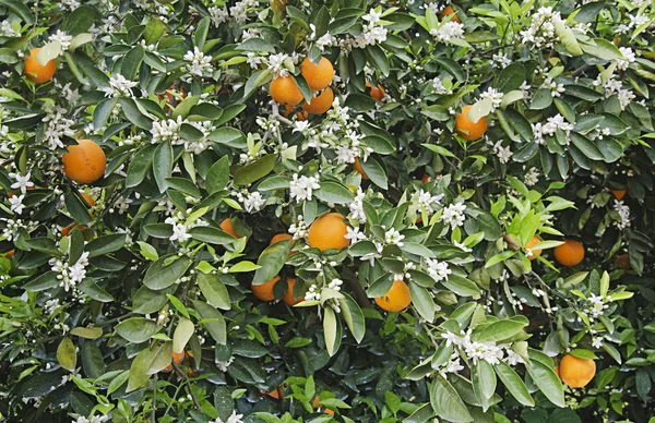 Arance mature su albero — Foto Stock
