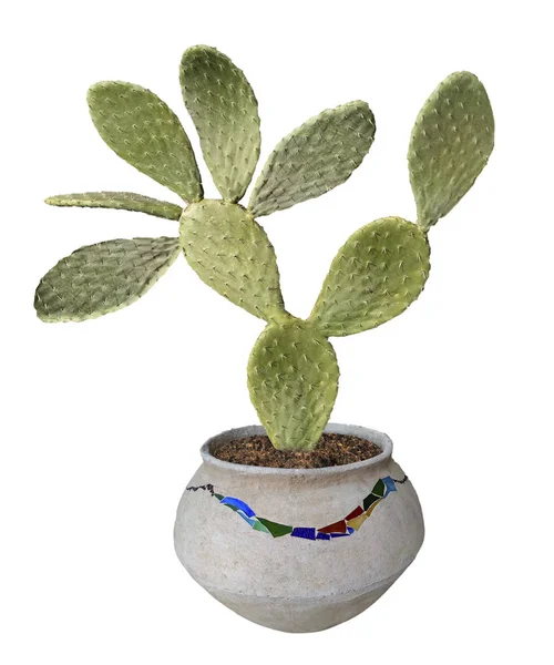 Primo piano di cactus in vaso — Foto Stock
