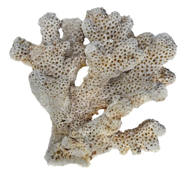 Coral izolat pe fundal alb — Fotografie, imagine de stoc