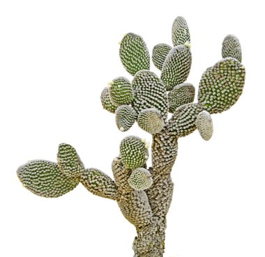 Kaktüs beyaz arkaplanda izole