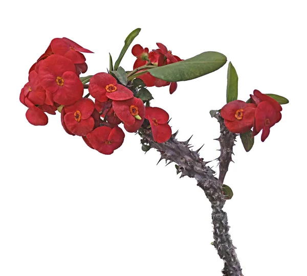 Sukkulente mit roten Blüten — Stockfoto