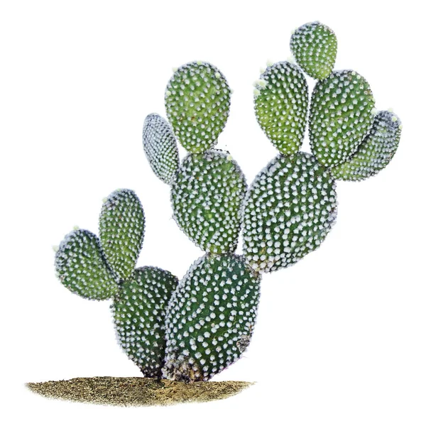 Kaktüs beyaz arkaplanda izole