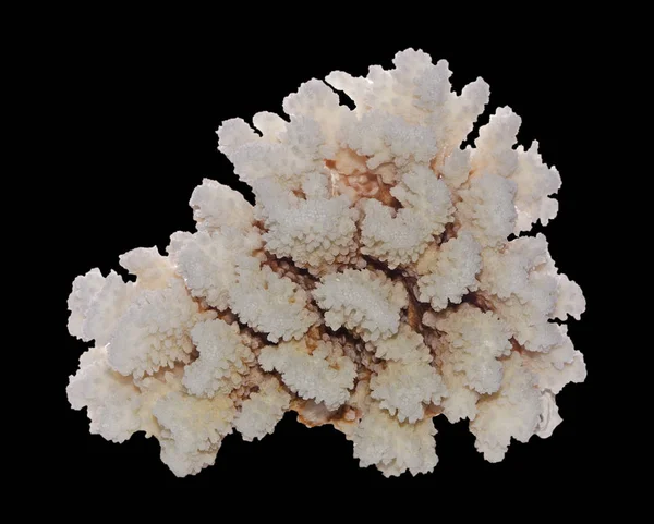 Coral isolated on black background — Stock Photo, Image