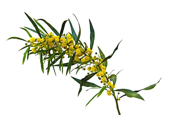 Acacia saligna 'yı kapat — Stok fotoğraf