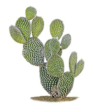 Kaktüs beyaz arkaplanda izole