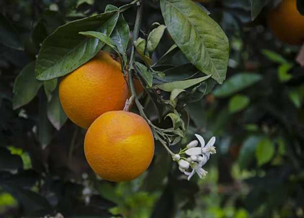 Close-up van rijpe sinaasappels op boom — Stockfoto