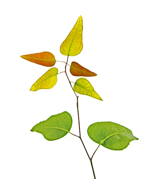 Close up of eucalyptus  branch — Stock Photo, Image