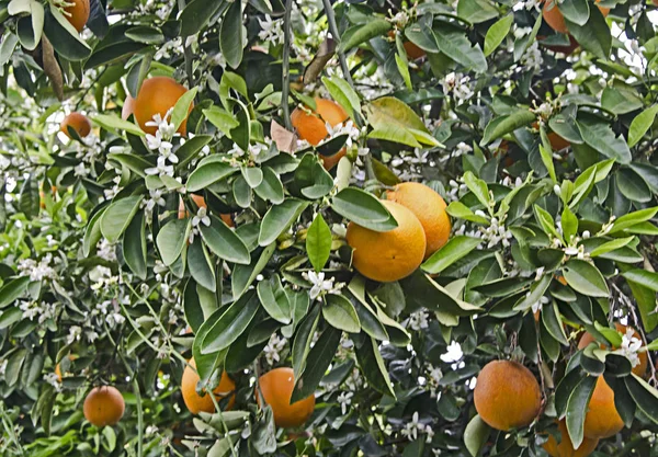 Κοντινό πάνω από ώριμα πορτοκάλια στο δέντρο — Φωτογραφία Αρχείου