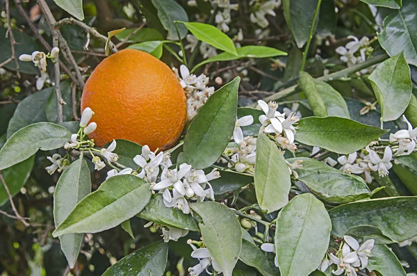 Close up de laranjas maduras na árvore — Fotografia de Stock