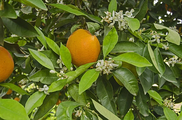 Close up de laranjas maduras na árvore — Fotografia de Stock