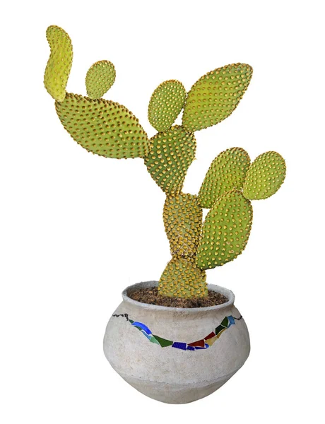 Zbliżenie opuncji kaktusa w doniczce — Zdjęcie stockowe