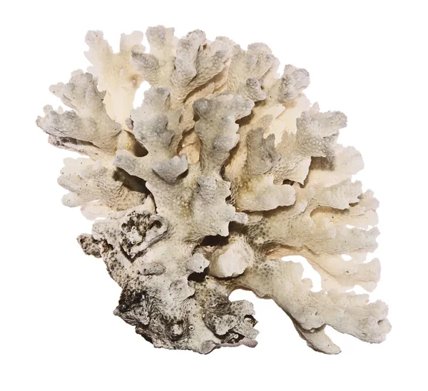 Corallo isolato su sfondo bianco — Foto Stock