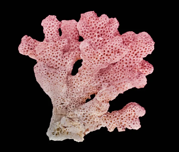 Coral isolated on black background — Stock Photo, Image