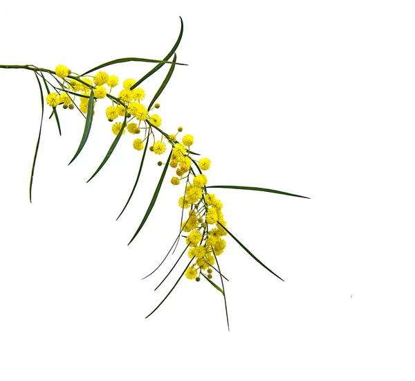 Close up of Acacia saligna — Stock Photo, Image