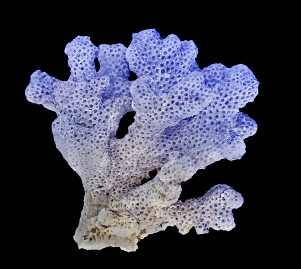 Corallo isolato su sfondo nero — Foto Stock