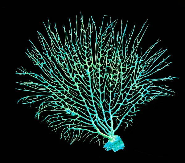 Корали ізольовані на чорному тлі — стокове фото