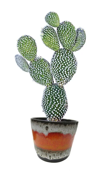 Cactus isolé sur fond blanc — Photo