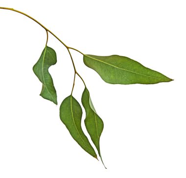 Beyaz arkaplanda okaliptüs dalı izole edildi