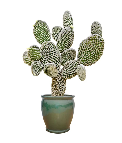 Cactus en maceta aislado sobre fondo blanco —  Fotos de Stock