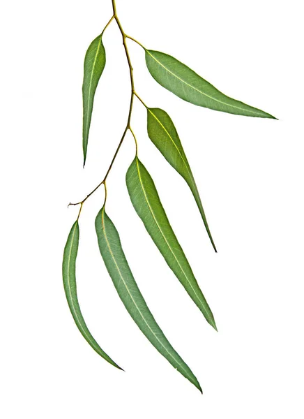 Eukalyptuszweig isoliert auf weißem Hintergrund — Stockfoto