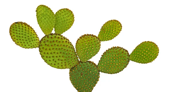 Detailní záběr opuntického kaktusu — Stock fotografie