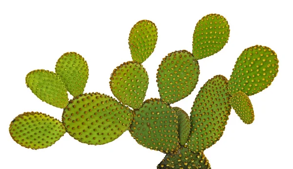 Primo piano del cactus opuntia — Foto Stock