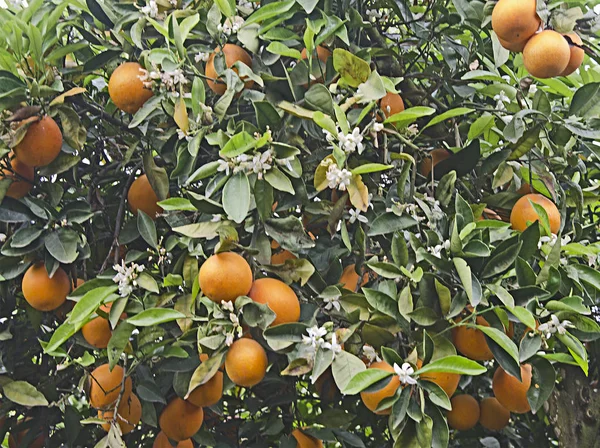 Close up de laranjas maduras na árvore — Fotografia de Stock