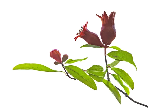 Nahaufnahme von Granatapfelzweig mit Blüten — Stockfoto