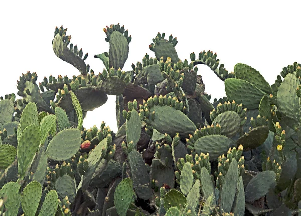 Kaktus isoliert auf weißem Hintergrund — Stockfoto