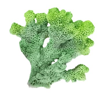 beyaz arkaplanda izole mercan