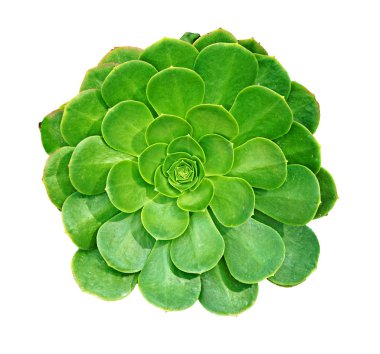 Sulu bitkileri kapatın.