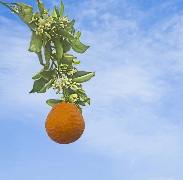 Close up of orange on branch — Stock Photo, Image