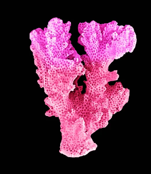 Кораллы изолированы на черном фоне — стоковое фото