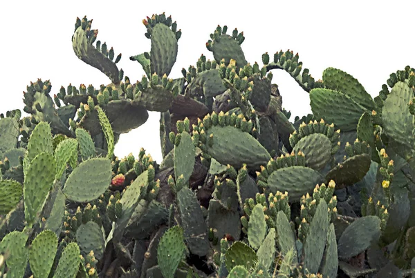 Cactus aislado sobre fondo blanco — Foto de Stock