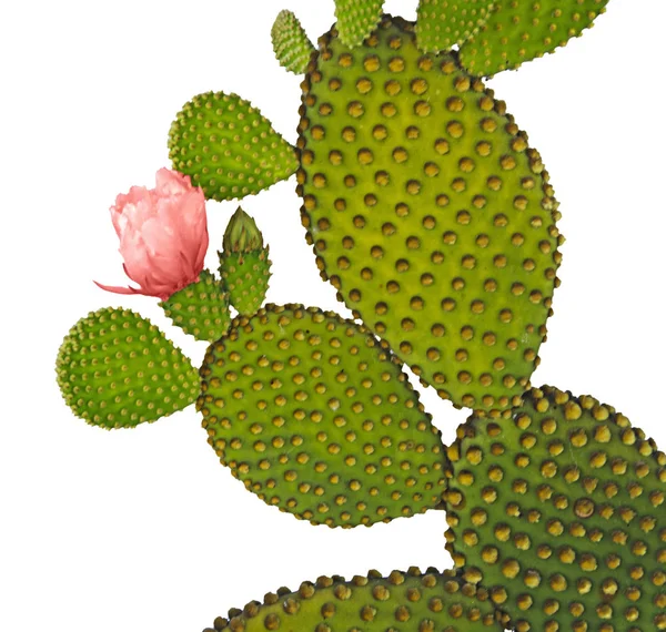 Close-up van opuntia cactus — Stockfoto