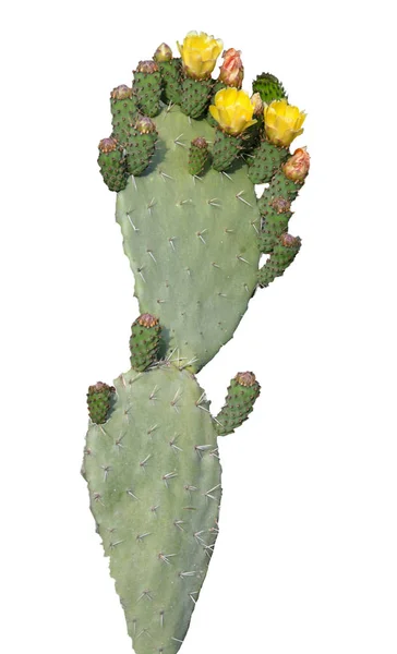 Cactus isolated on white background — Stock Photo, Image