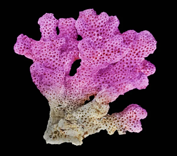 Coral isolado em fundo preto — Fotografia de Stock