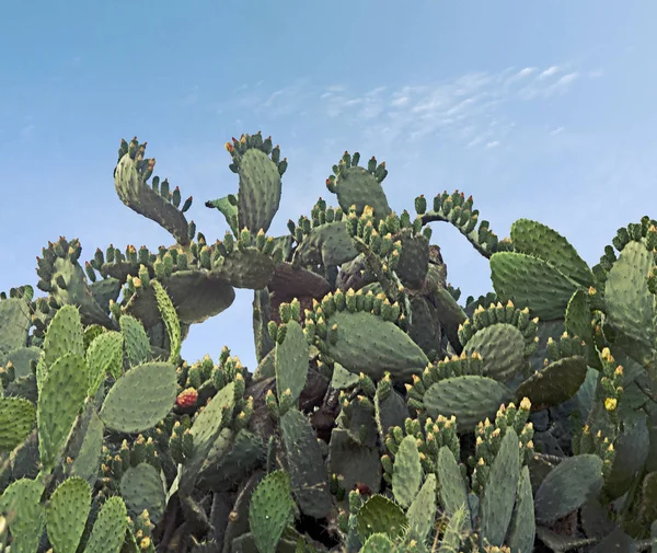 Närbild av kaktus på himlen bakgrund — Stockfoto