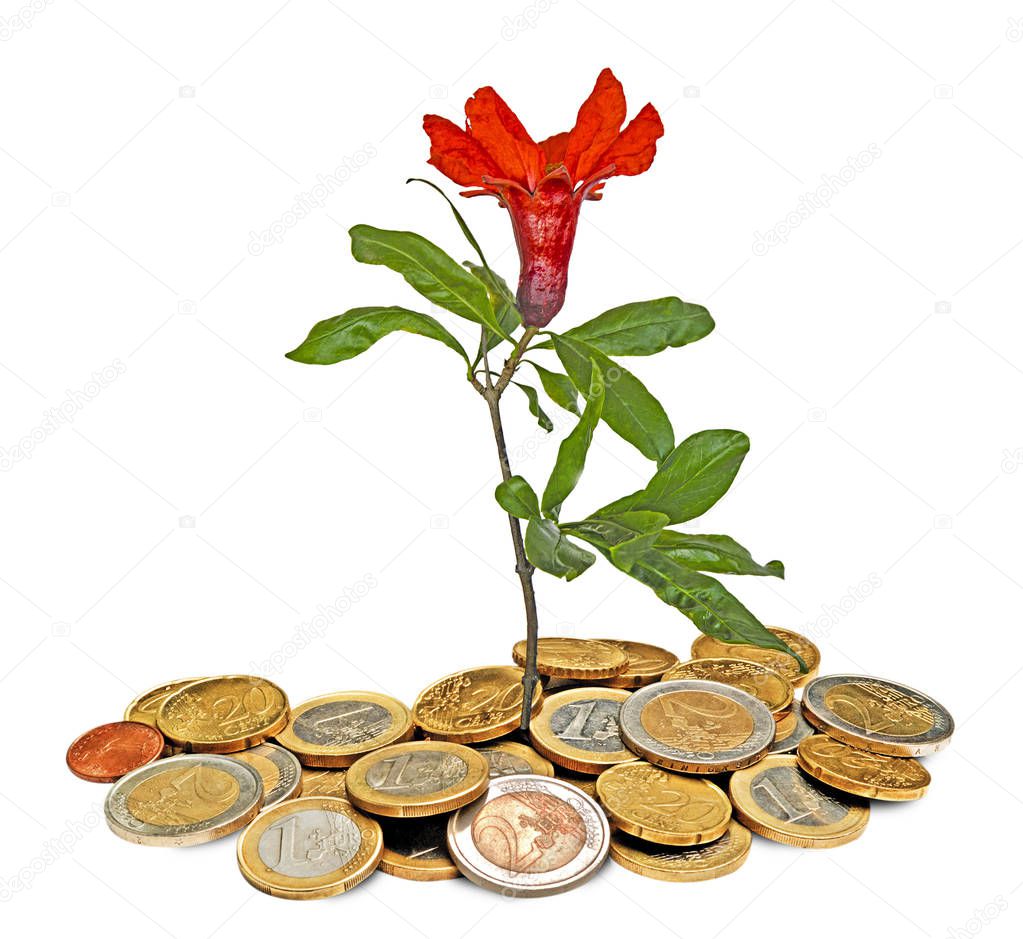 Red flower growing from coins