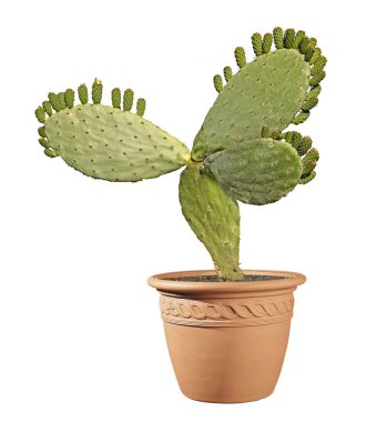 Kaktüs beyaz arkaplanda izole