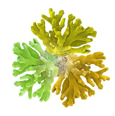 beyaz arkaplanda izole mercan