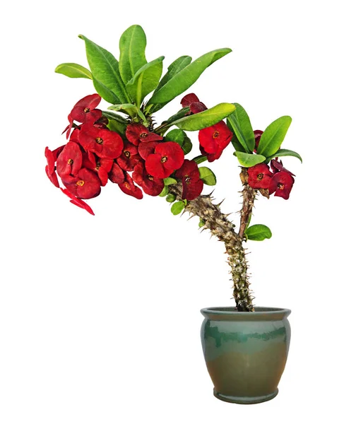 Suculento com flores vermelhas isoladas em fundo branco — Fotografia de Stock