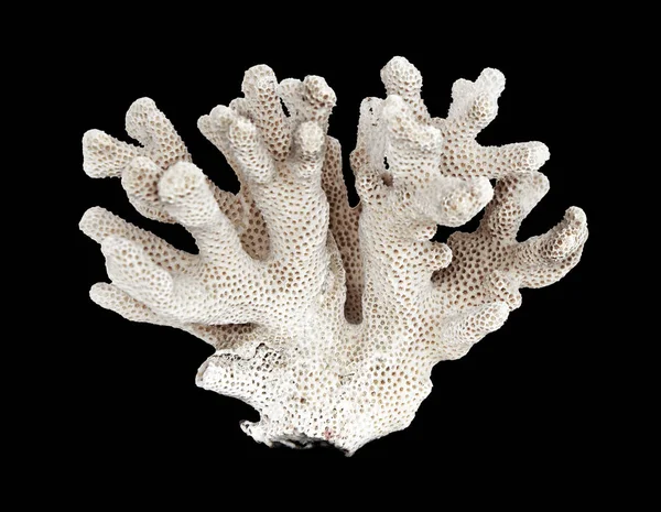 在黑色背景上隔离的珊瑚 — 图库照片