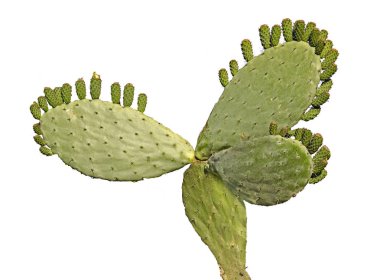 Kaktüs beyaz arkaplanda izole