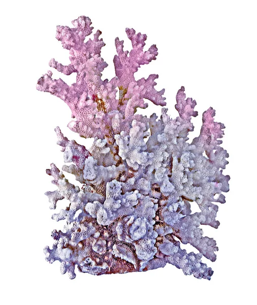 Fehér alapon izolált korall — Stock Fotó